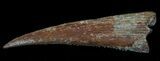 Hybodus Shark Dorsal Spine - Cretaceous #56565-1